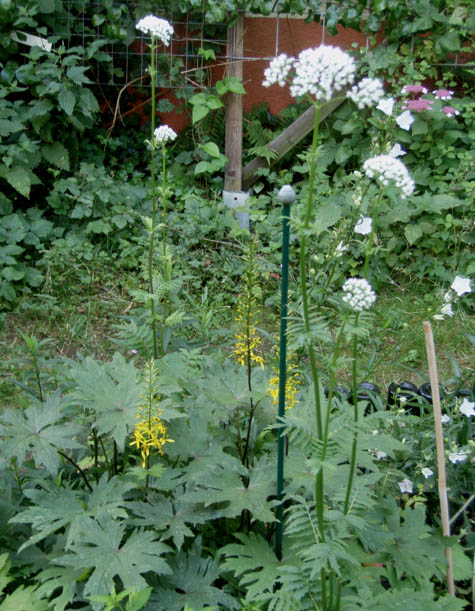 Kreuzkraut & Baldrian-k