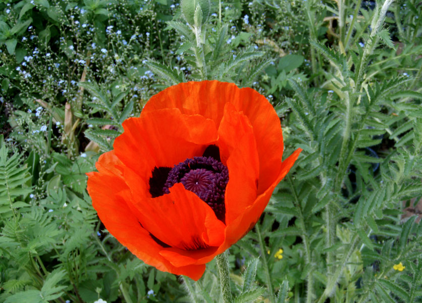 Mohn_aufgeblueht