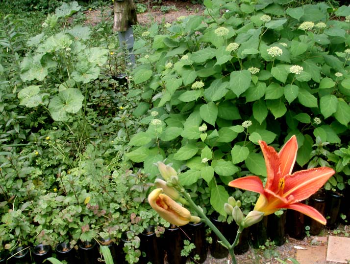 Stockrose_Hortensie_Lilie-k